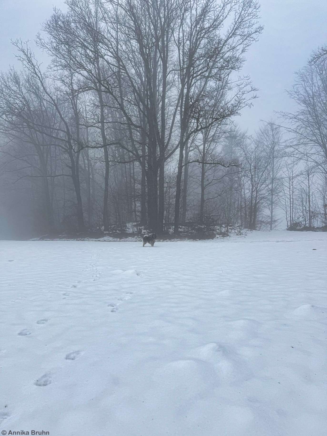 Q wartet im Schnee und Nebel